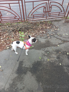 Foto №1. französische bulldogge - zum Verkauf in der Stadt Glasgow | verhandelt | Ankündigung № 151725