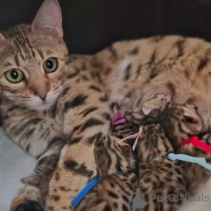 Foto №2 zu Ankündigung № 167265 zu verkaufen bengal katzenrasse - einkaufen Deutschland quotient 	ankündigung