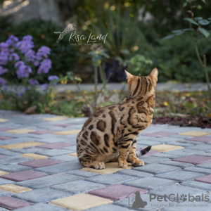 Foto №2 zu Ankündigung № 15917 zu verkaufen bengal katzenrasse - einkaufen Russische Föderation quotient 	ankündigung, vom kindergarten, züchter