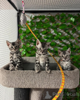 Foto №1. bengal katzenrasse - zum Verkauf in der Stadt Lausanne | 750€ | Ankündigung № 152705