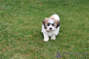 Foto №1. bichon frisé - zum Verkauf in der Stadt Cave | verhandelt | Ankündigung № 110077