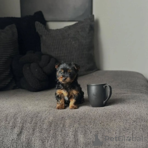Foto №3. Yorkshire-Terrier-Welpe (Yorkie) zur Adoption verfügbar. Tschechische Republik