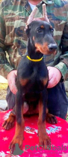 Foto №2 zu Ankündigung № 77500 zu verkaufen dobermann - einkaufen Serbien 