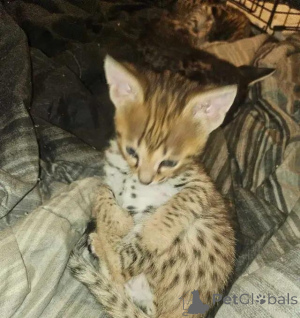 Foto №1. savannah-katze - zum Verkauf in der Stadt Quickborn | 580€ | Ankündigung № 176013