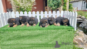 Foto №4. Ich werde verkaufen otterhund in der Stadt Belgrad.  - preis - verhandelt