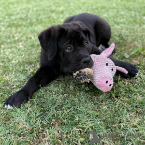 Foto №3. Wunderschöne Cane-Corso-Welpen mit edlem Geist und sanfter Zuneigung. Polen