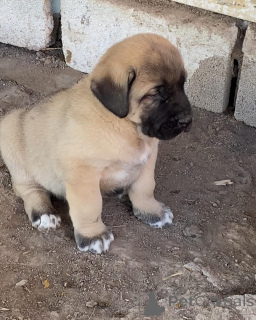 Foto №2 zu Ankündigung № 158698 zu verkaufen mischlingshund - einkaufen Australien züchter