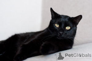 Foto №2 zu Ankündigung № 138828 zu verkaufen  - einkaufen Weißrussland 