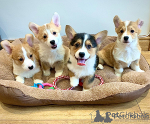 Foto №2 zu Ankündigung № 176178 zu verkaufen welsh corgi - einkaufen Monaco 