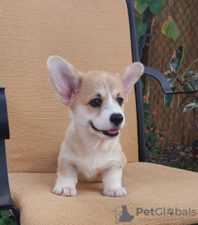 Zusätzliche Fotos: Pembroke Welsh Corgi Welpen