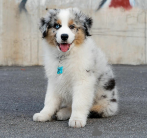 Foto №1. australian shepherd - zum Verkauf in der Stadt Warschau | 650€ | Ankündigung № 63322