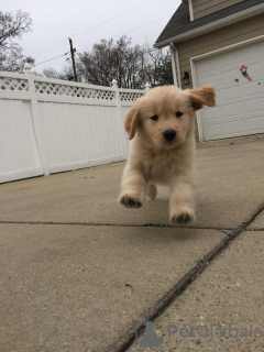 Foto №3. Urocze szczenięta golden Retriever do adopcji v. Polen
