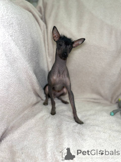 Foto №1. xoloitzcuintle - zum Verkauf in der Stadt Minsk | 391€ | Ankündigung № 169128