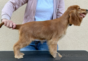 Foto №4. Ich werde verkaufen english cocker spaniel in der Stadt Ada.  - preis - 500€