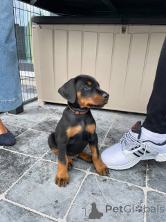 Foto №4. Ich werde verkaufen dobermann in der Stadt Vilnius. quotient 	ankündigung, züchter - preis - 1250€