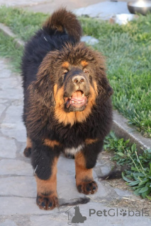 Foto №4. Ich werde verkaufen mastiff in der Stadt Gornji Milanovac. züchter - preis - verhandelt