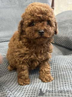 Foto №1. pudel (toy) - zum Verkauf in der Stadt Kiew | 1800€ | Ankündigung № 159960