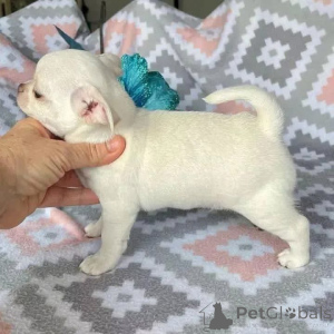 Foto №2 zu Ankündigung № 164726 zu verkaufen  - einkaufen Australien 