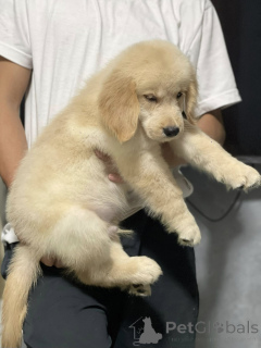 Foto №3. Entzückende Hunde, Golden Retriever, Liebling der Familie Aimantes.. Frankreich