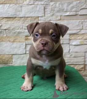 Foto №3. American Bully Pocket Welpen. Russische Föderation