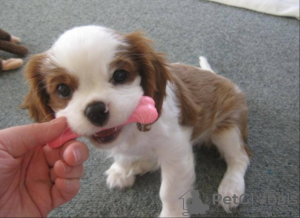 Foto №1. cavalier king charles spaniel - zum Verkauf in der Stadt Köln | verhandelt | Ankündigung № 109155