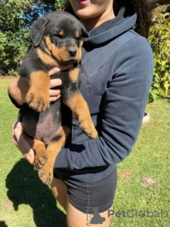 Foto №1. rottweiler - zum Verkauf in der Stadt Гамбург | 250€ | Ankündigung № 124496