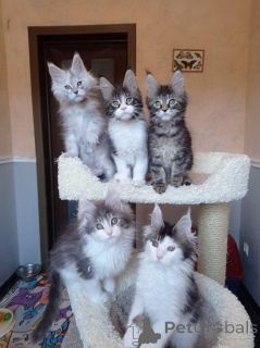 Foto №2 zu Ankündigung № 146001 zu verkaufen maine-coon-katze - einkaufen Großbritannien quotient 	ankündigung