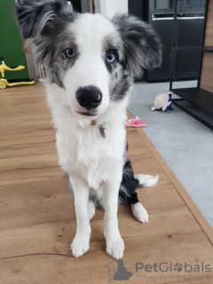 Foto №3. Border Collie / Blue merle / Showtyp / männlich / FCI / ZKwP. Polen