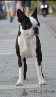 Foto №1. boston terrier - zum Verkauf in der Stadt Belgrad | verhandelt | Ankündigung № 115371