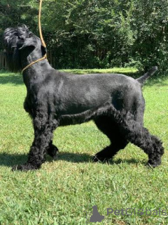 Foto №2 zu Ankündigung № 172789 zu verkaufen schnauzer - einkaufen Estland 
