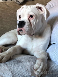 Foto №4. Ich werde verkaufen deutscher boxer in der Stadt Limburg. quotient 	ankündigung, züchter - preis - 500€