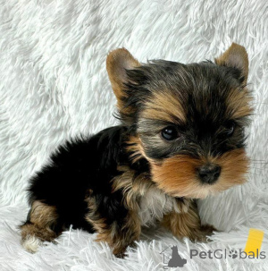 Foto №2 zu Ankündigung № 166193 zu verkaufen yorkshire terrier - einkaufen Spanien züchter