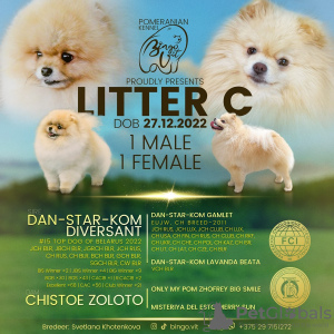 Zusätzliche Fotos: Show-Prospekt Pomeranian Spitz Mädchen