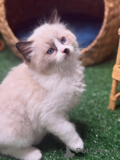 Foto №3. Sanft, süß und voller Sonnenschein wird Daisy jeden Winkel Ihres Herzens. Schweden