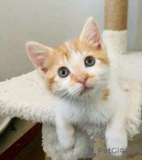 Foto №2 zu Ankündigung № 160941 zu verkaufen hauskatze - einkaufen Finnland quotient 	ankündigung, züchter