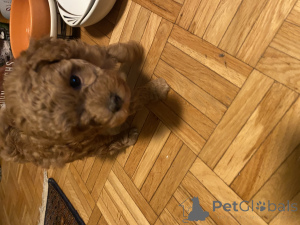 Foto №2 zu Ankündigung № 145000 zu verkaufen pudel (zwerg) - einkaufen Schweiz quotient 	ankündigung