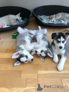 Foto №3. Freya and Kylo had eight beautiful huskies puppies.. Deutschland
