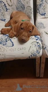 Foto №2 zu Ankündigung № 166495 zu verkaufen kurzhaariger ungarischer vorstehhund - einkaufen Deutschland quotient 	ankündigung