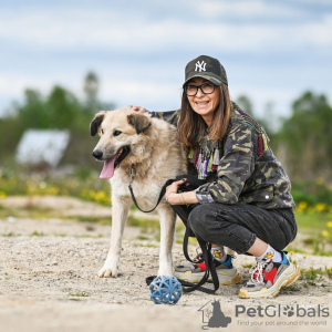 Zusätzliche Fotos: Georges ist ein zarter und anhänglicher Hund. Auf der Suche nach einem Zuhause!