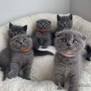 Foto №2 zu Ankündigung № 173069 zu verkaufen schottische faltohrkatze - einkaufen Spanien 