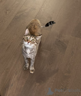 Foto №3. Charmantes Wiesel. Weißrussland