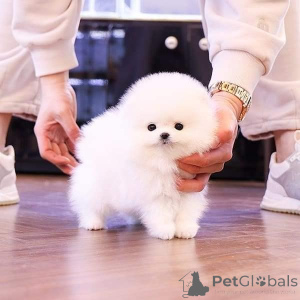 Foto №1. pommersche spitz - zum Verkauf in der Stadt Los Angeles | 425€ | Ankündigung № 135454