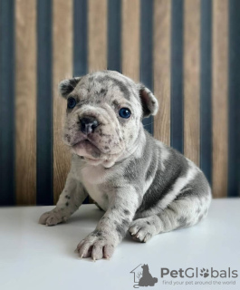 Foto №1. englische bulldogge, französische bulldogge - zum Verkauf in der Stadt Leipzig | verhandelt | Ankündigung № 86359