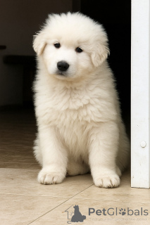 Foto №1.  - zum Verkauf in der Stadt Kiew | verhandelt | Ankündigung № 146698