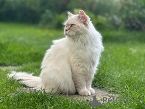 Foto №2 zu Ankündigung № 155401 zu verkaufen ragdoll-katze - einkaufen Schweden quotient 	ankündigung