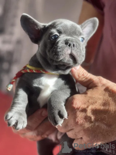 Foto №3. Mädchen der französischen Bulldogge. Deutschland