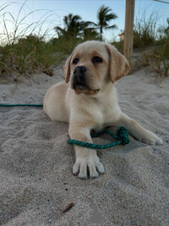 Foto №3. Starkes Herz, sanfte Seele.. Finnland