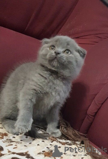 Foto №3. Atemberaubende GCCF Scottish Fold-Kätzchen mit Stammbaum. Deutschland