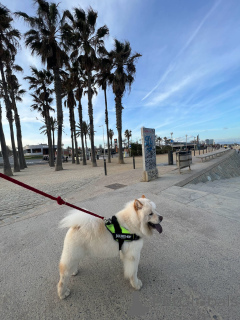 Foto №2 zu Ankündigung № 147039 zu verkaufen chow-chow - einkaufen Spanien 