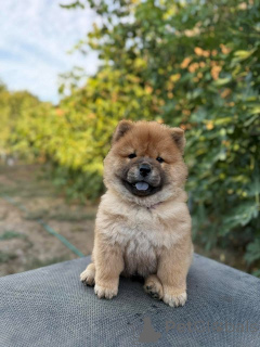 Foto №3. Chow-Chow-Welpen. Serbien